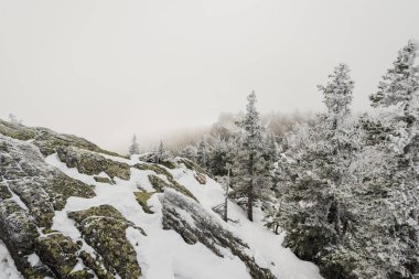 Taganay Ulusal Parkı 'nda tamamen karla kaplı Noel ağaçları ile karla kaplı kozalaklı bir orman.