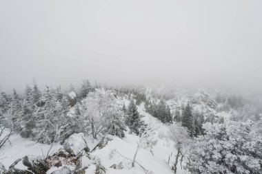 Taganay Ulusal Parkı 'nda tamamen karla kaplı Noel ağaçları ile karla kaplı kozalaklı bir orman.