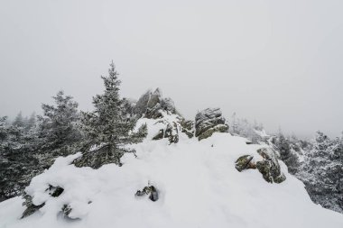 Taganay Ulusal Parkı 'nda tamamen karla kaplı Noel ağaçları ile karla kaplı kozalaklı bir orman.