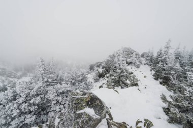Taganay Ulusal Parkı 'nda tamamen karla kaplı Noel ağaçları ile karla kaplı kozalaklı bir orman.