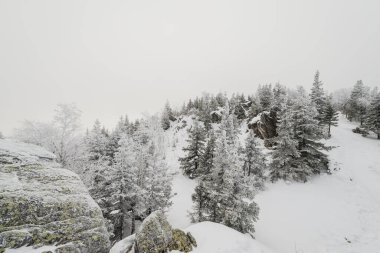 Taganay Ulusal Parkı 'nda tamamen karla kaplı Noel ağaçları ile karla kaplı kozalaklı bir orman.