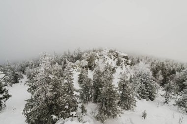 Taganay Ulusal Parkı 'nda tamamen karla kaplı Noel ağaçları ile karla kaplı kozalaklı bir orman.