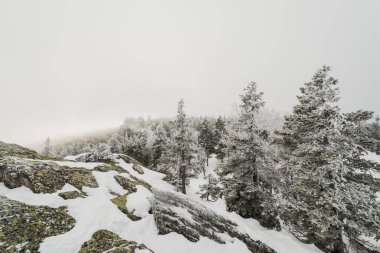 Taganay Ulusal Parkı 'nda tamamen karla kaplı Noel ağaçları ile karla kaplı kozalaklı bir orman.