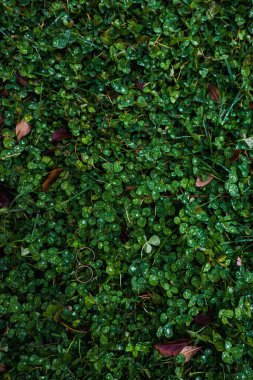 Alyanslar çok güzel bir kompozisyonda.