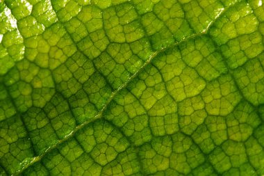 Taze yeşil yaprağın makro yakın çekimi karmaşık damar ağlarını, doğal dokuyu ve zengin botanik detaylarını ortaya çıkarıyor..