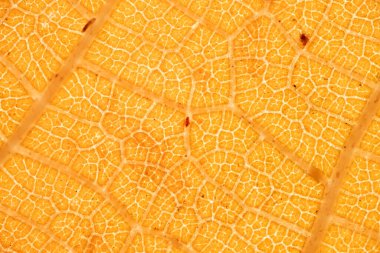 Turuncu bir sonbahar yaprağının arka ışıklandırılmış makro fotoğrafı şeffaf hücreleri, parlak renkleri ve karmaşık damar yapısını gösteriyor..