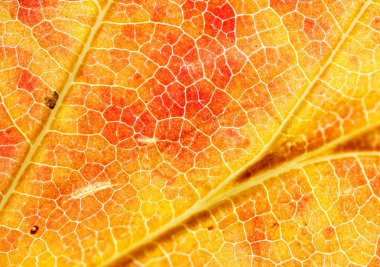 Parlak damarlar, çokgen hücreler ve yüzey boyunca aşamalı renk geçişlerini gösteren, iletilen ışıkla fotoğraflanmış sarı ve kırmızı bir yaprağın makrosu.