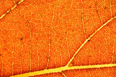 Parlak turuncu sonbahar yaprağının makro yakın çekimi yoğun damar ağlarını, sıcak tonlarını ve karmaşık doğal dokuyu gösterir..