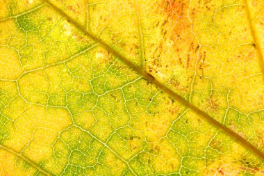 Makro arkaplan yaprağı yeşilden sarıya geçişi gösteriyor, ince hücre kalıplarını, dallanan damarları ve doğal renk değişimlerini vurguluyor.