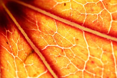 Turuncu ve sarı tonlarda parlayan arka plandaki sonbahar yaprağının makro fotoğrafı, yumuşak, dallanan damarlar ve yayılmış ışık, sıcak, ışıl ışıl bir doku yaratıyor..