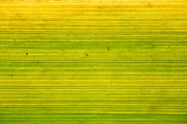 İnce yatay damarları ve sarı-yeşil gradyanı olan arka ışıklandırılmış doğrusal yaprağın makrosu parlak çizgili, soyut bir arkaplan oluşturur..