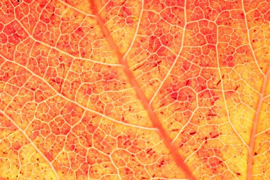 Kırmızı ve turuncu damarlardan oluşan karmaşık bir ağı ortaya çıkaran, arkadan ışıklandırmalı sarı bir yaprağın makro görüntüsü.