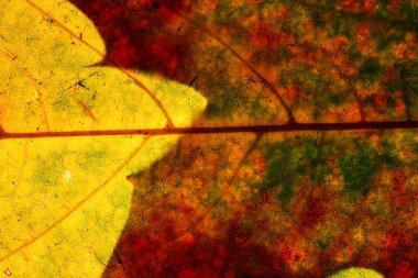 Bir sonbahar yaprağının makro görüntüsü iletilen ışık ile, koyu kırmızı ve yeşil gölgelerin parlayan sarı ven ağı boyunca döküldüğü yerde.
