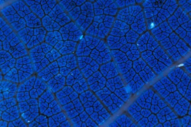 İletilmiş mavi ışığı olan bir yaprağın makrosu, retikülat damarları ve areolleri ortaya çıkarıyor. Doğa, bilim ve tasarım için soyut dokular.