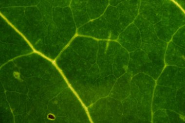 Yesil yaprağin makroskopu iletilen isik ile fotograflandi, parlayan damarlar, çokgen hücreler ve bilim, doga ve tasarim icin mesophyll detaylari ortaya cikardi..