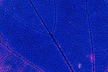 Arkadan aydınlatılmış bir yaprağın makro fotoğrafı, keskin tanımlanmış damar ağı ve ince mor röfleler ile yoğun mavi bir parlaklığı gösteriyor.