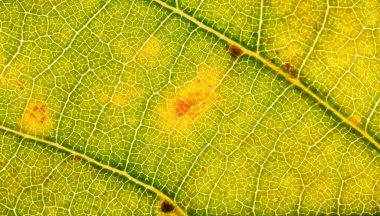 Arkadan aydınlatılmış yeşil sarı bir yaprağın makro fotoğrafı, şeffaf damarları ortaya çıkarıyor..
