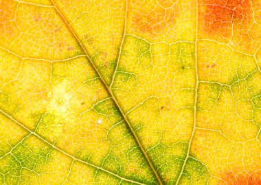 Kırmızı ipuçları içeren sarı-yeşil bir yaprağın arka ışıklandırılmış makrosu, iç damar yapısını, ince dokusunu ve sıcak şeffaf renk geçişlerini gözler önüne seriyor..