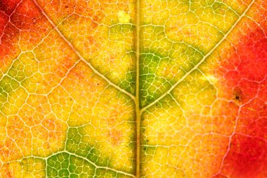 Renkli bir sonbahar yaprağının makro çekimi. Parlak yeşil, sarı ve kırmızı renkler. Detaylı damar yapıları ve organik dokusu var..
