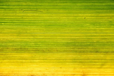 İnce yatay damarları ve yeşil-sarı gradyanı gösteren doğrusal yaprağın arka ışıklandırılmış makrosu parlak çizgili soyut bir arka plan oluşturur..