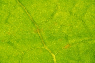 Yumuşak damarları ve ince yüzey dokusu olan taze yeşil bir yaprağın yakınlaşması, eko ve refah temaları için sakin bir doğal zemin oluşturur..