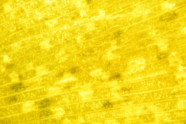 Işıl ışıl ışık saçan sarı bir yaprağın yumuşak makrosu, ince çapraz çizgiler, benekli hücreler ve sıcak doğal soyut bir arkaplan gibi nazik parlaklığı gösteriyor..