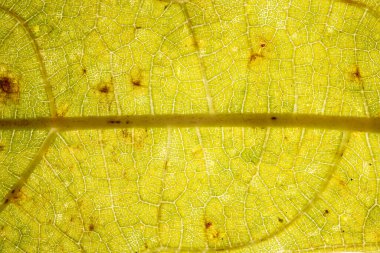 İletilen ışıkla çekilen yarı saydam sarı bir yaprağın makro görüntüsü, cesur bir merkezi damar, ince hücresel ağ ve küçük kahverengi noktalar doğal bir soyut arkaplan olarak gösterilir..