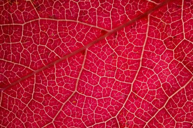 Canlı eflatun bir sonbahar yaprağının makro görüntüsü iletilen ışıkla, parlayan damarlar ve hücresel ayrıntıları cesur organik soyut bir arka plan olarak ortaya çıkarıyor..