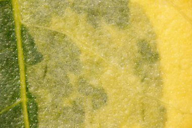 Direkt ışık altında, sarı ve yeşil dokuları, ince damarları ve küçük yüzey bezlerini gösteren, çeşitli bir yaprağın makroyu kapat. Botanik, doku ve tasarım temaları için harika..