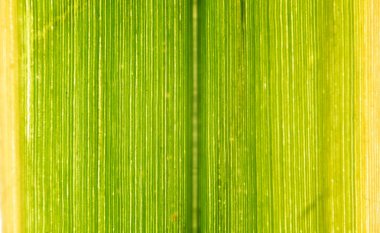 İnce dikey damarları ve yeşil-sarı gradyanı olan arka ışıklandırılmış doğrusal yaprağın makroskobu parlak çizgili, soyut bir arka plan oluşturur..