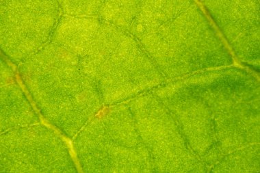 Yumuşak damarları ve ince yüzey dokusunu gösteren taze bir yeşil yaprağın makro fotoğrafı, eko, botanik veya sağlıklı temalar için parlak bir doğal arkaplan oluşturur..