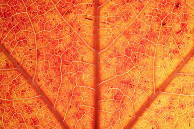 Işıldayan damarları ve benekli dokuyu sıcak organik soyut bir arkaplan olarak gösteren, transmisyonlu ışık ile portakal sonbahar yaprağının makro fotoğrafı.