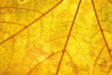 Arkasından aydınlatılmış sarı bir yaprağın makro görüntüsü, parlak ve detaylı bir yayılan damar ağını ve ince yüzey dokularını ortaya çıkarıyor..