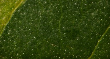 Normal ışıklandırma koşulları altında yüzey dokusunu, trikomileri ve doğal balmumu kaplamayı gösteren yeşil bir yaprağın yakın çekimi.