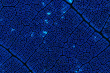Güçlü arka ışıklandırma ile aydınlatılmış bir yaprağın makro görüntüsü, canlı mavi tonlarda ve yüksek karşıtlıkta karmaşık bir damar ağını ortaya çıkarır.