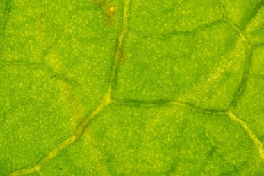 Taze yeşil bir yaprağın makro görüntüsü iletilen ışıkla, yumuşak damarları ve ince hücre dokusunu sakin ve soyut bir arka plan olarak gösteriyor..