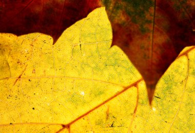 Üst üste binen sonbahar yaprakları, parlak sarı arka ışıklandırmalı bir yaprak ve üzerinde koyu kırmızı bir yaprak, ince damarlar ve zengin mevsimsel dokuyu ortaya çıkarır..
