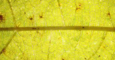 Görünür damarları ve doğal dokusu olan yeşil yapraklardan oluşan stop-motion makro. Doğa, ekoloji, sağlık ve tasarım kullanımı için organik botanik arka plan.