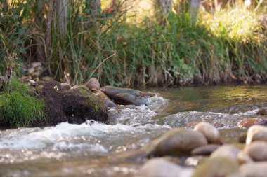 Düz taşların üzerinden akan sığ bir dereye yakın çekim, çimenli kıyılar ve sıcak güneş ışığı altında sazlıklar. Hareket ve yumuşak arkaplan bulanıklığıyla doğal tatlı su sahnesi.