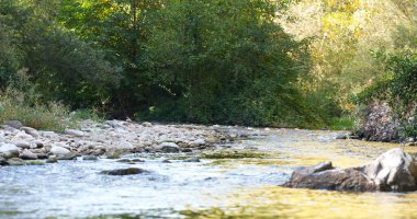 Sakin, sığ nehir, sık, yeşil ormanlık alanda kıvrılıyor. Kıyı boyunca pürüzsüz çakıl taşları ve kayalar var. Ve sıcak güneş ışığı suyu yansıtıyor. Huzurlu doğal manzara.