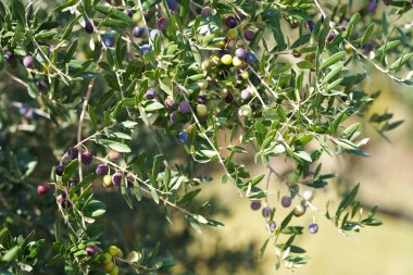 Yeşil ve mor zeytinlerle dolu zeytin dalları ve ince yapraklar, yumuşak bulanık arka planlı, güneş ışığıyla aydınlatılıyor. Akdeniz tarımı, hasat ve zeytinyağı kavramı.