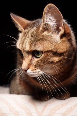 Yumuşak doğal ışık altında kahverengi bir tekir kedinin dar profilli portresi, bıyıkları ve kulak detaylarını ön plana çıkarıyor, cömert kopya alanı olan koyu bir arka plana karşı.