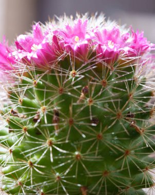 Üzerinde parlak pembe çiçekler, beyaz dikenler ve yumuşak güneş ışığında köpüklü su damlacıkları olan yeşil bir kaktüs. Botanik, çöl ve bahçe temaları için ideal..