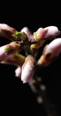 Stop-motion, zaman ayarlı badem tomurcukları siyah arka planda yumuşak beyaz-pembe çiçeklere dönüşüyor. Narin taç yaprakları, sarı pudingler, bahar büyümesi ve yenilenmesi.