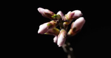 Stop-motion, zaman ayarlı badem tomurcukları soluk pembe-beyaz çiçeklere açılıyor ve siyah arka planda sarı pudleksler var. Bahar çiçeği, tozlaşma, botanik yakın plan..