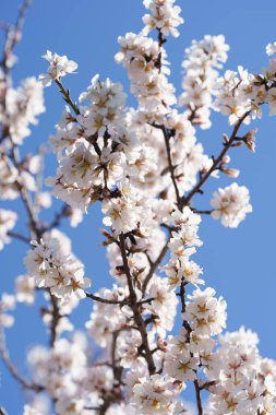 Canlı mavi gökyüzünün altında taze badem çiçekleri koyu dallarda açar. Yumuşak bokeh çiçekli parlak bahar manzarası mevsimlik arka planlar ve doğa temaları için mükemmel..
