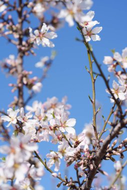 Dallarında pembe tomurcuklar olan beyaz badem çiçekleri canlı mavi gökyüzüne karşı. Sığ alan derinliği kremalı bokeh ve mevsimsel tasarım için ideal, havadar bir bahar çiçeği arkaplanı yaratır..