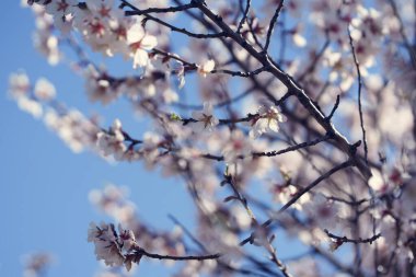 Karanlık dallarda narin badem çiçekleri açık mavi gökyüzüne karşı yumuşak güneş ışığında parlar. Sığ alan derinliği sakin bir bahar arkaplanı için rüya gibi bir bokeh yaratır..