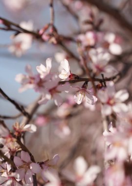 Sıcak güneş ışığı altındaki bir dalda narin badem çiçekleri, sığ bir tarla derinliği ve rüya gibi bokeh. Kopya alanı ve pastel tonlarıyla romantik bahar botanik arkaplanı.