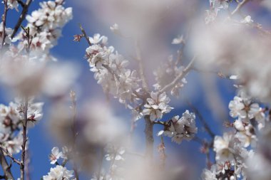 Parlak güneş ışığında rüya gibi badem dalları, kremsi ön planda bulanıklık ve derin mavi gökyüzüne karşı sığ alan derinliği. Zarif bahar çiçekli arka plan ve kopyalama alanı.